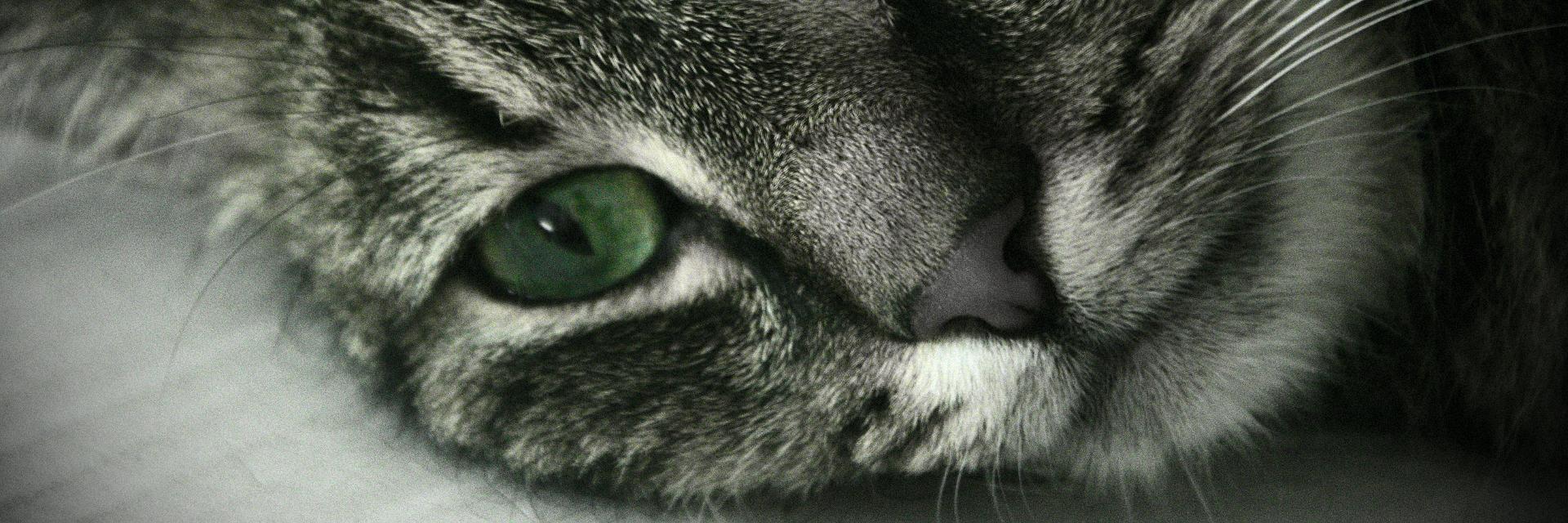 Paweł Kraszewski banner