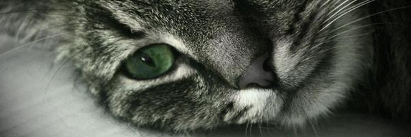 pkraszewski Profile Banner