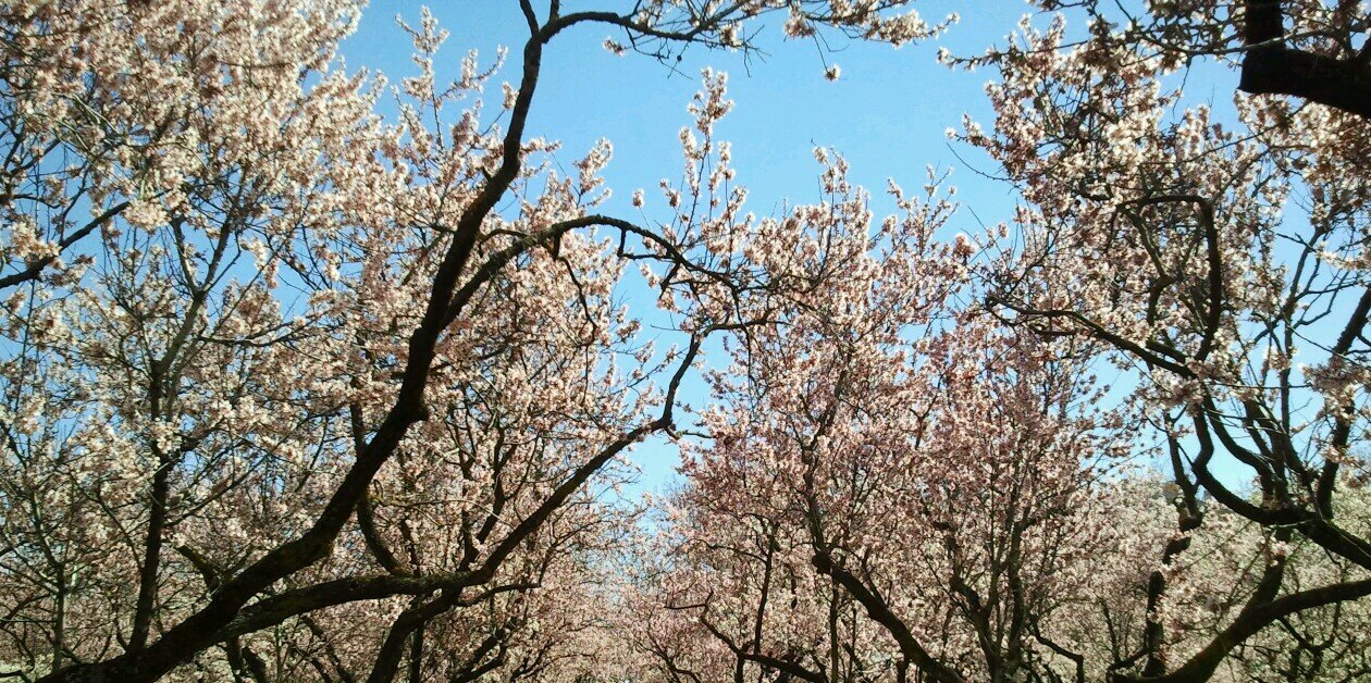 Jose Maria Font banner