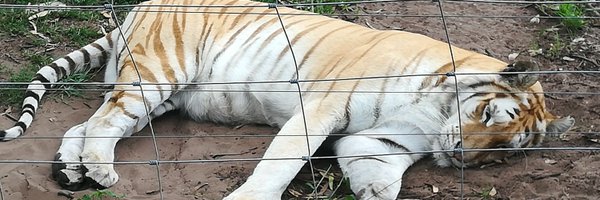 popeye_henry Profile Banner