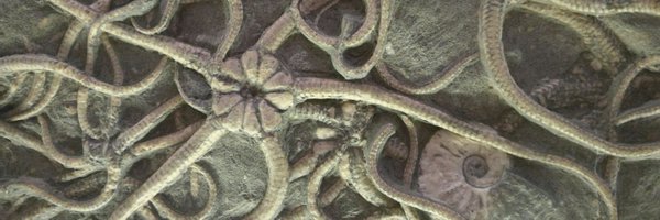 steveranger Profile Banner