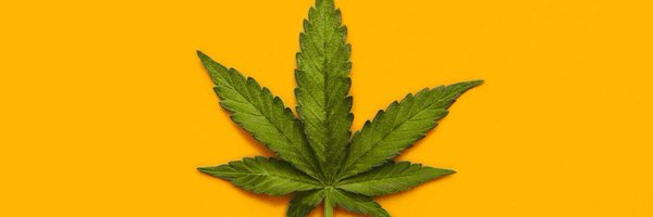 berncenter420 Profile Banner