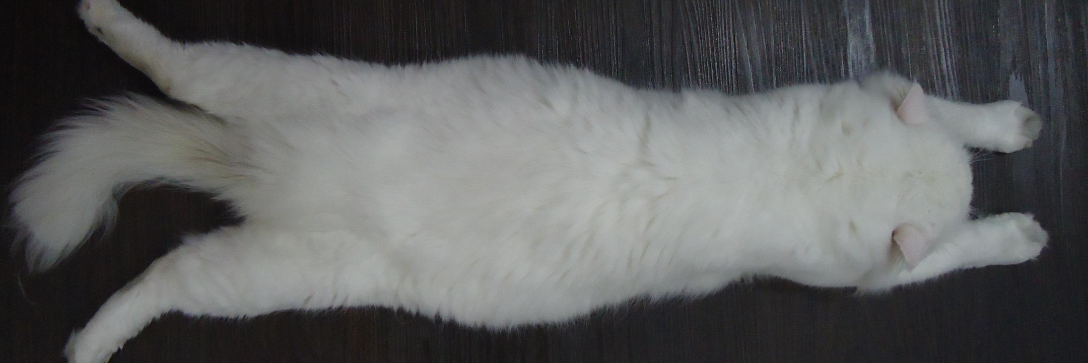 _mellificent's profile banner image