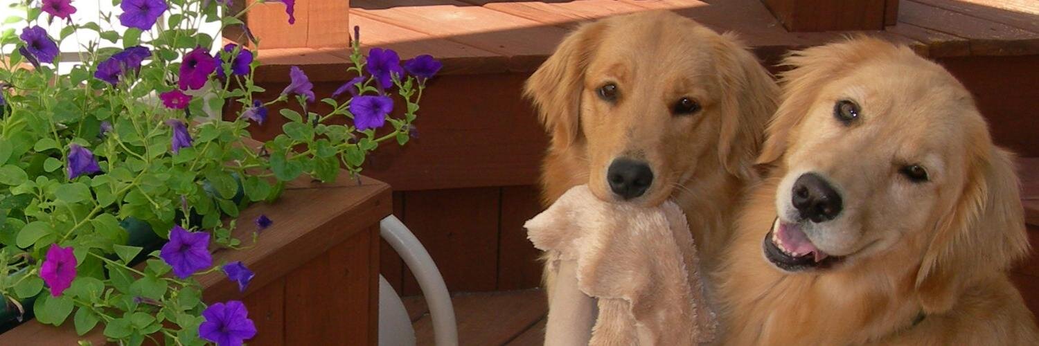 WelcomePup's profile banner image