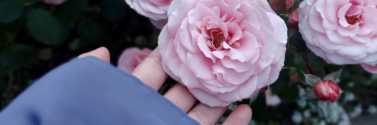 shypomms's profile banner image