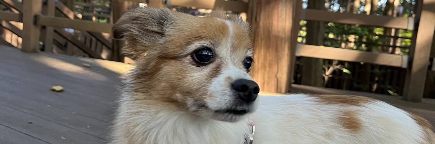 winnerannie's profile banner image