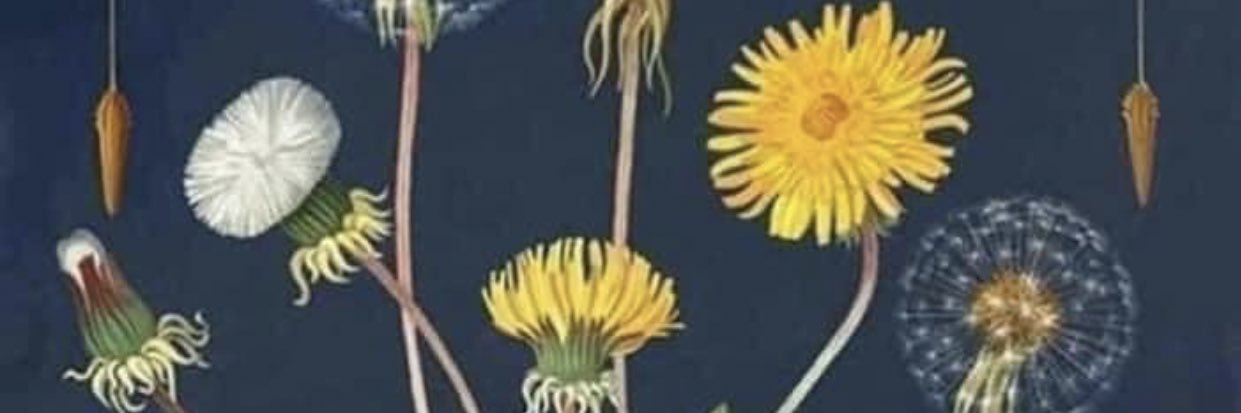 LedaLouzane's profile banner image