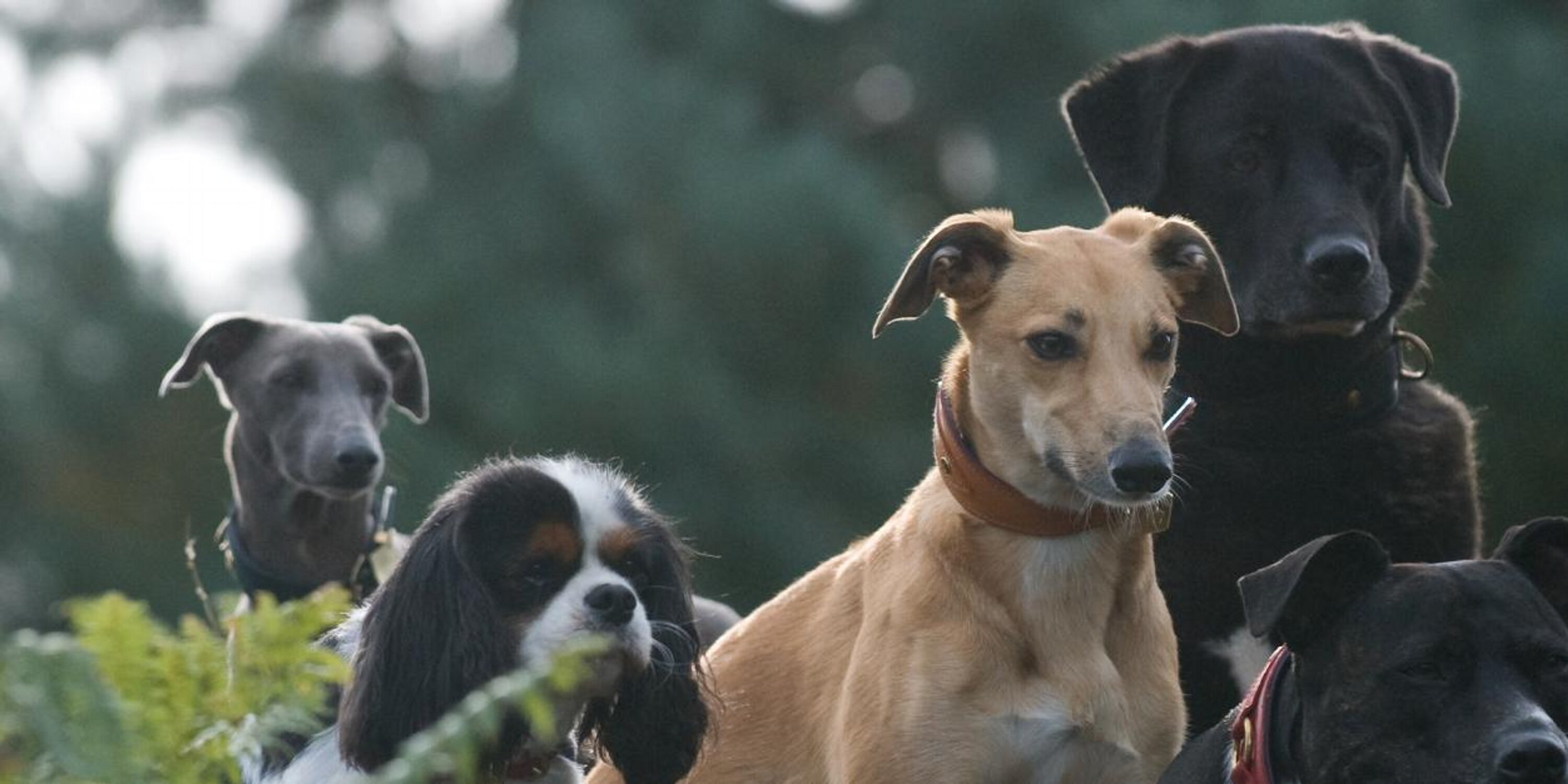 houseofmutt's profile banner image
