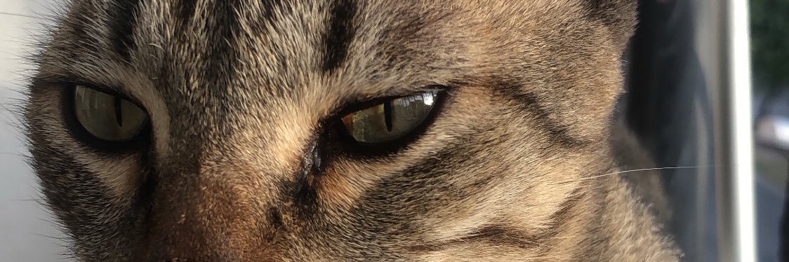 walbilion's profile banner image