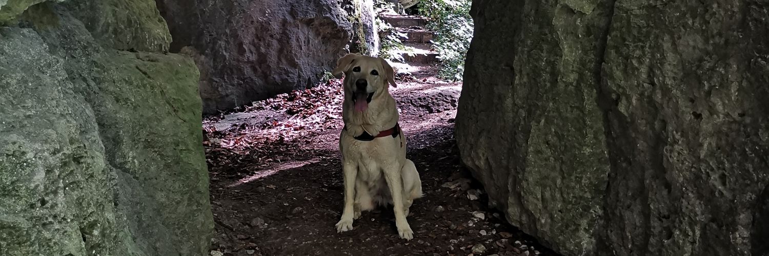 Alex_der_Wunderhund📯 🇺🇦🏳️‍⚧️ banner