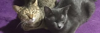 dai743's profile banner image