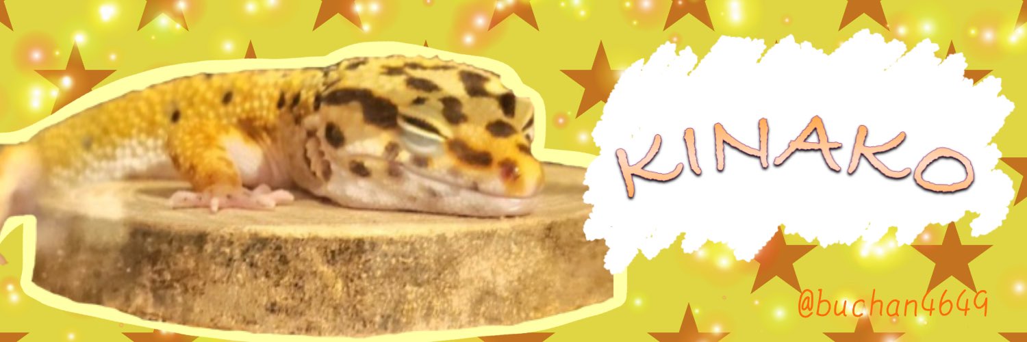 しのぶ👵ときなこさん🦎 banner