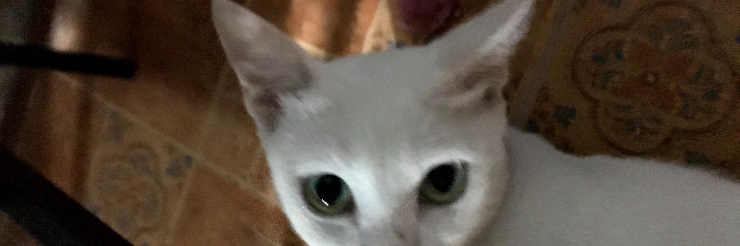ryblsnchz's profile banner image