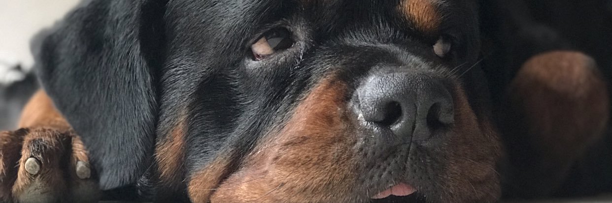 zadzo10's profile banner image