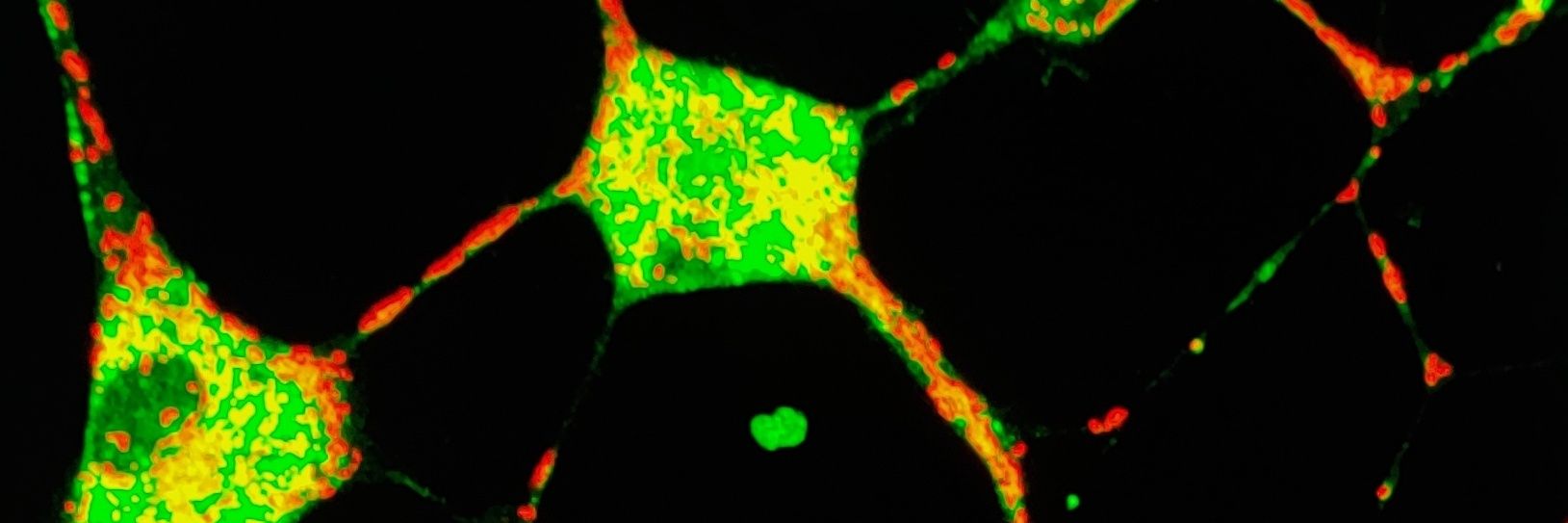 Ranabir Chakraborty banner