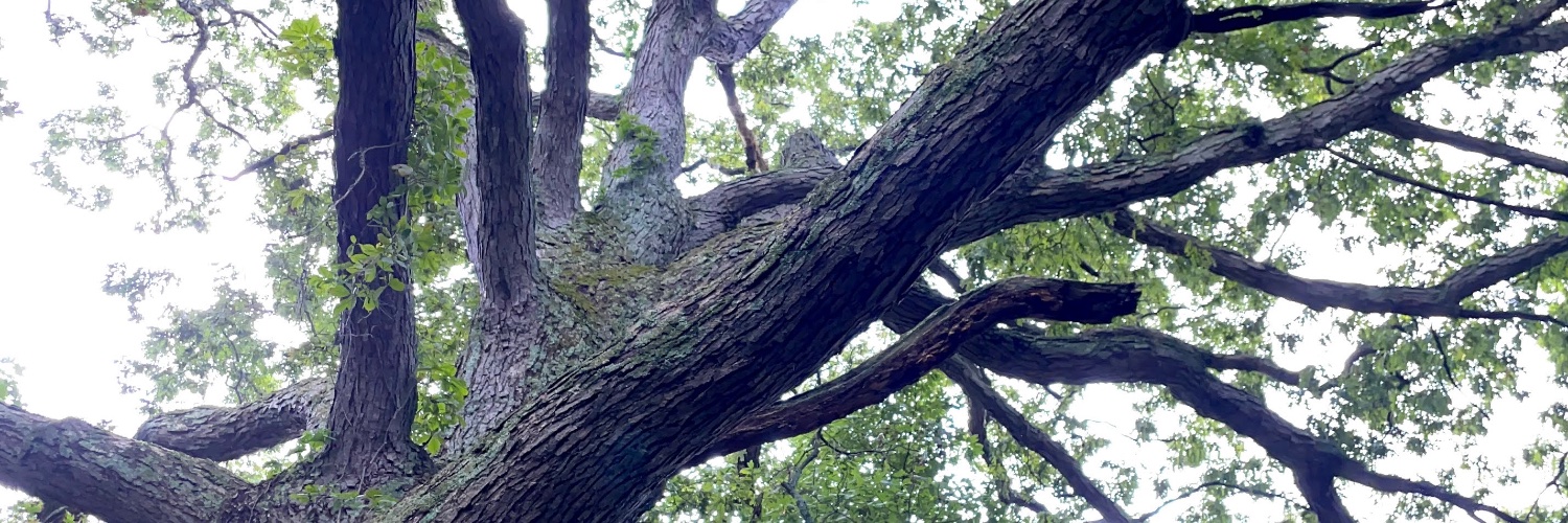 hornewyo's profile banner image
