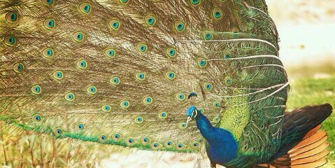 raysafora's profile banner image
