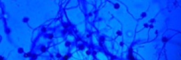 pierre_cassier Profile Banner