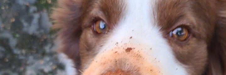 rafaelampl's profile banner image