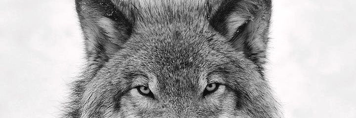 nooneknow banner