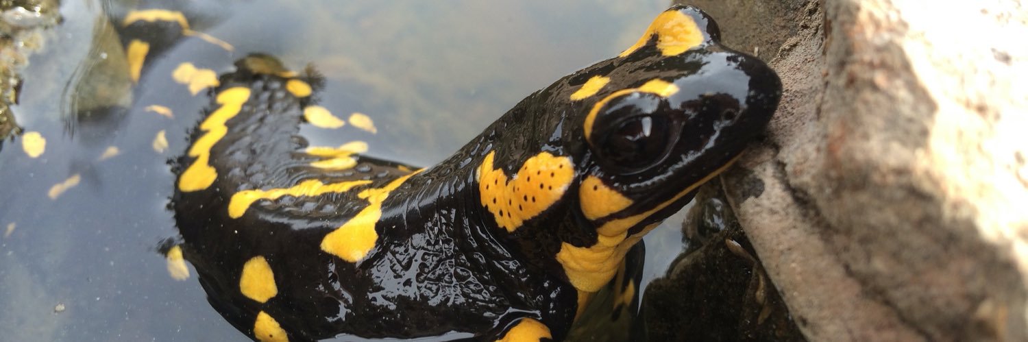 David Garrofe Puig banner