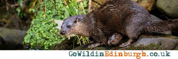 gowildedinburgh Profile Banner