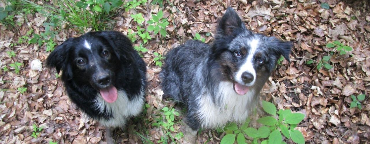 Der Rechte🇩🇪🐝🖊️💙 banner