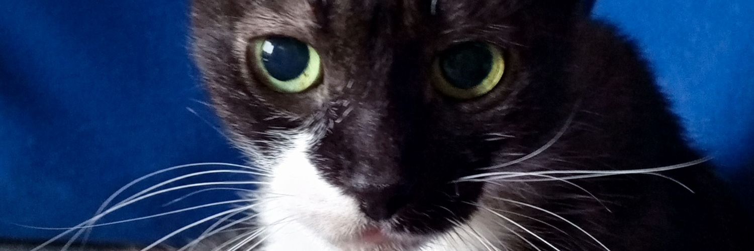 ciceklibocek2's profile banner image