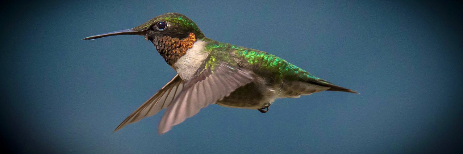 Hummingbirdsteb's profile banner image