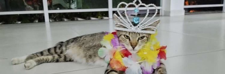 belaalcan's profile banner image