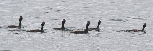SurreyBirdNews Profile Banner