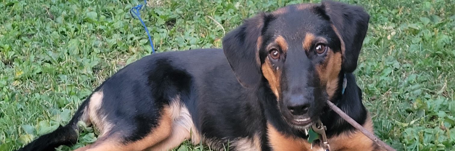 Hailey McGovern banner