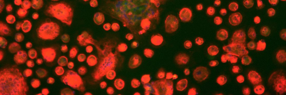 Stephanie Matt, PhD 🧠🧫's banner