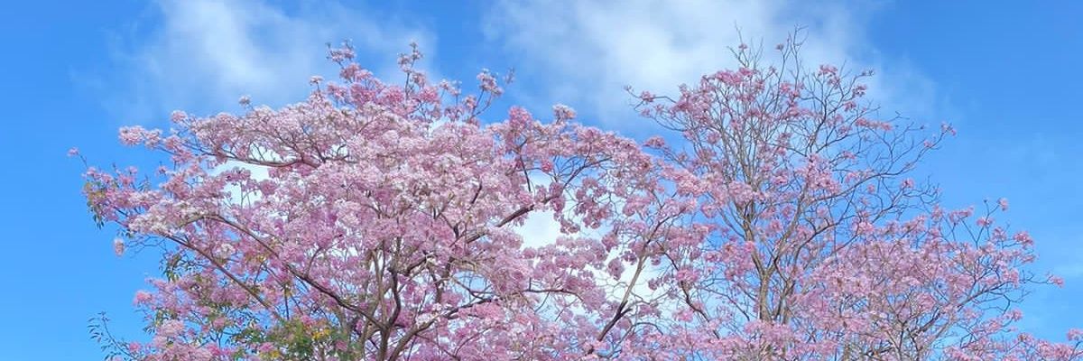 jammynoel's profile banner image