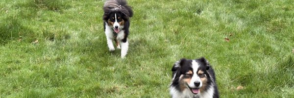 Buddybear115 Profile Banner