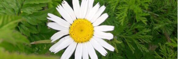 Gökçe KARAMAN banner