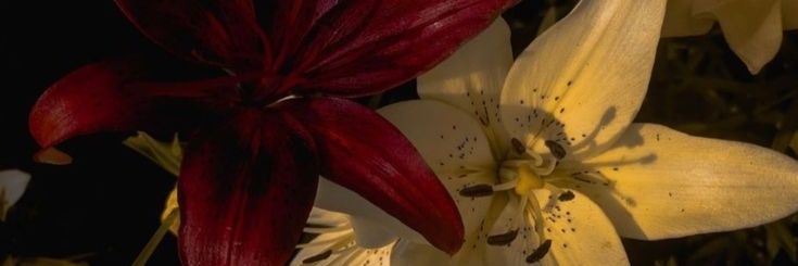 arminartts's profile banner image