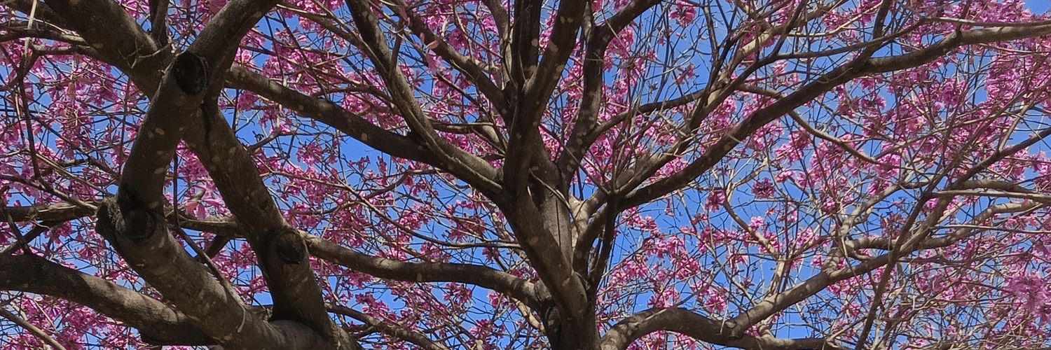 Alis ♡ banner