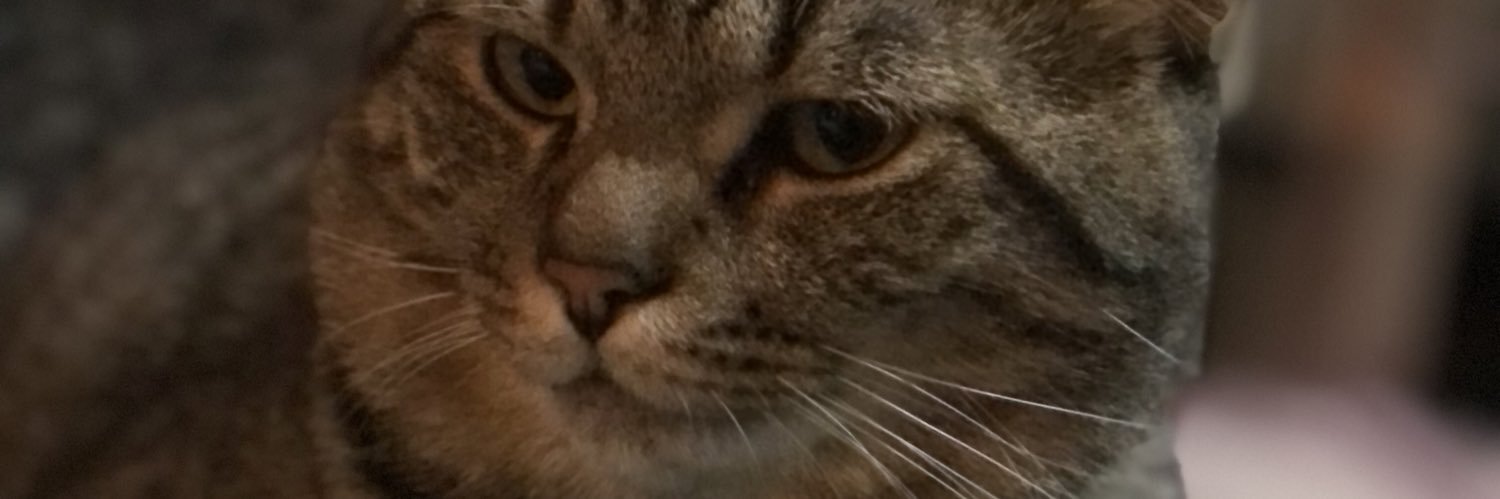 shibazaa's profile banner image