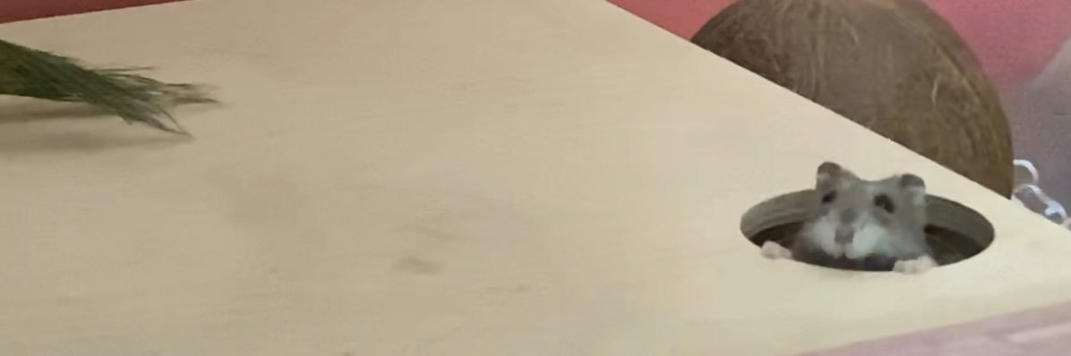 작은햄져춘식🐹 큰친구봉춘여사👩 banner