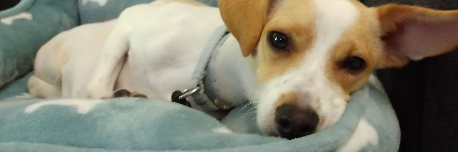 QuiverQuincy's profile banner image