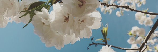 rachaelnwright Profile Banner