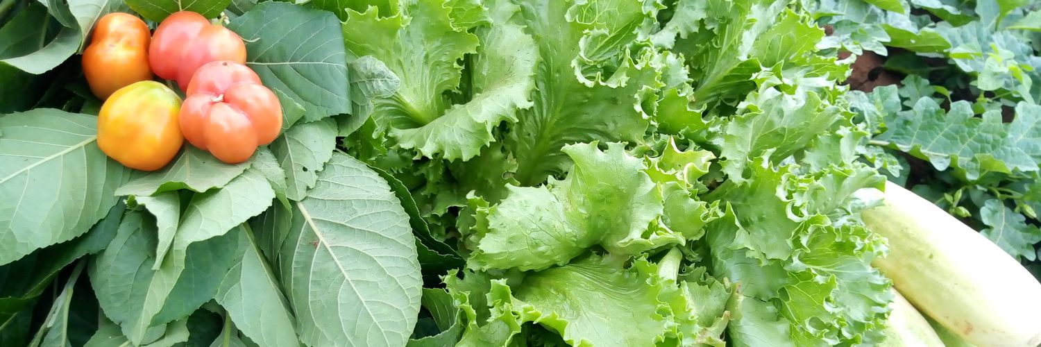🌱Votre producteur de légumes Bio🇧🇯 banner