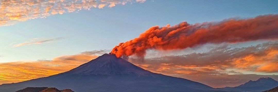 Desert Fox🌐 banner