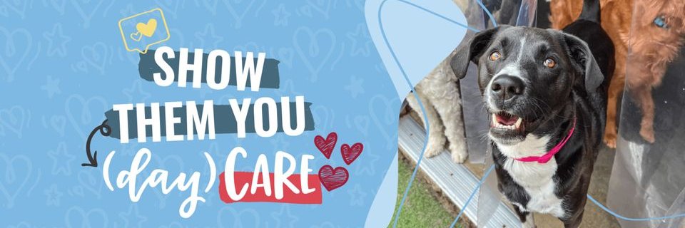 CampBowWowSCS's profile banner image