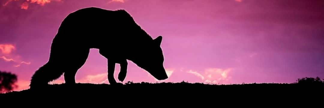 Natawsr's profile banner image