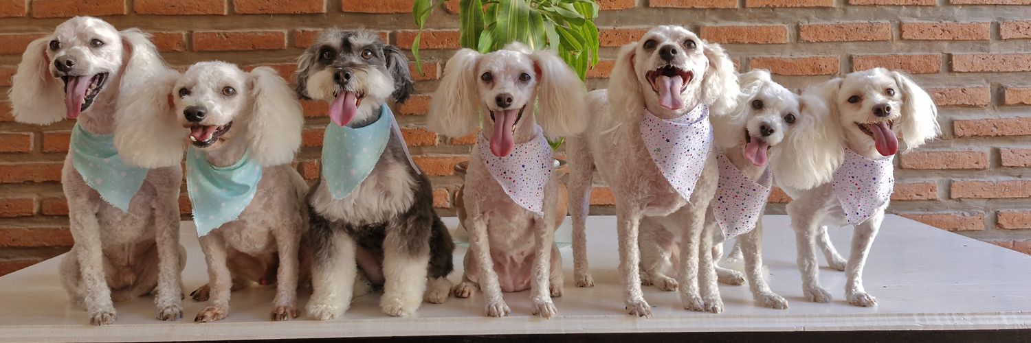 SofiaRodilla's profile banner image
