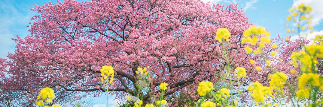よしと's banner