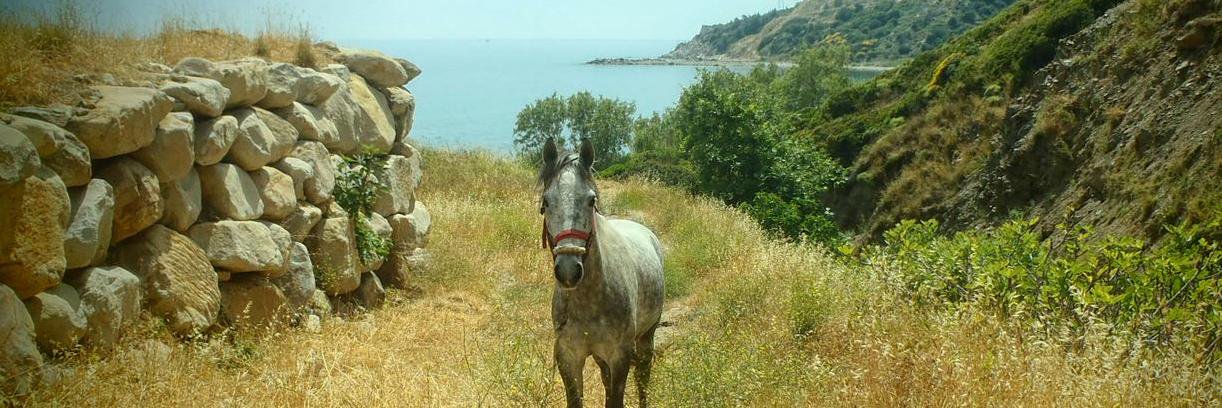 Viktor C. Stojanovski - IMDB banner