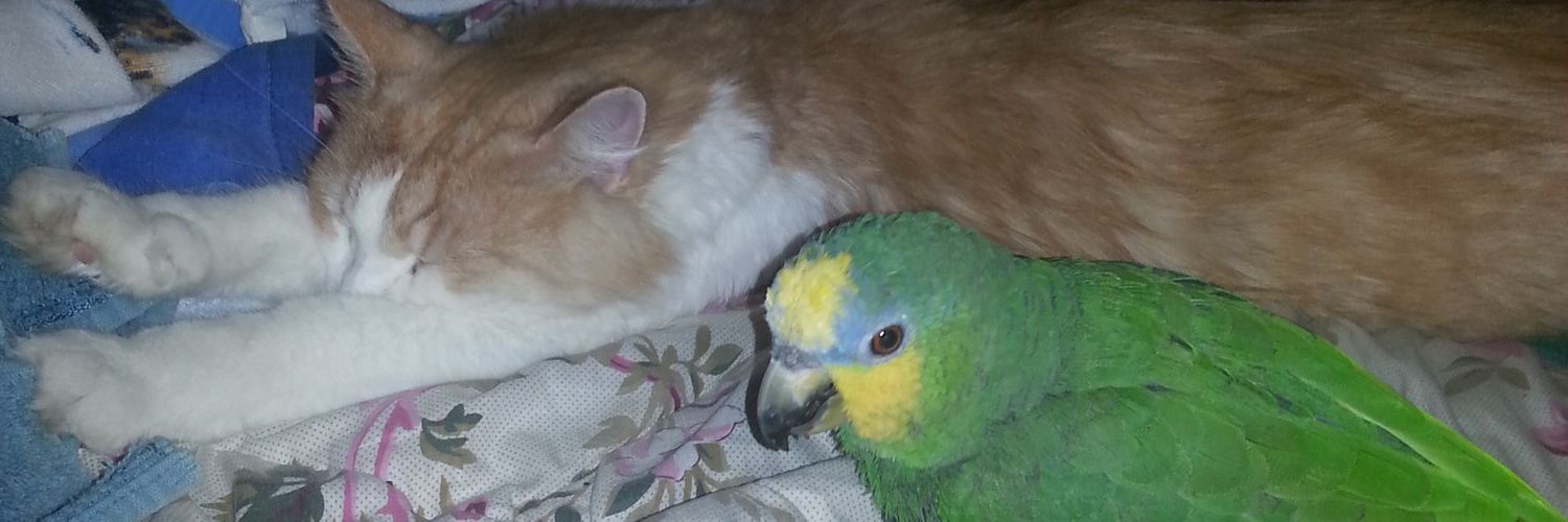 petcommunicator's profile banner image